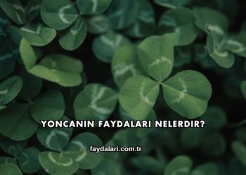 Yoncanın Faydaları Nelerdir?