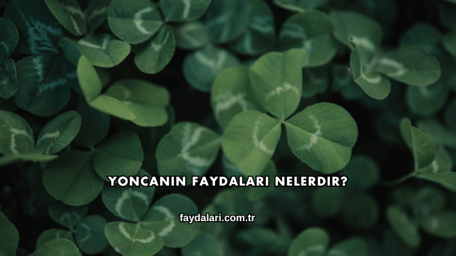 Yoncanın Faydaları Nelerdir?