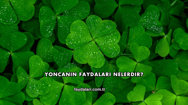 Yoncanın Faydaları Nelerdir?