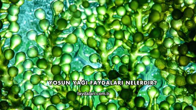 Yosun Yağı Faydaları Nelerdir?