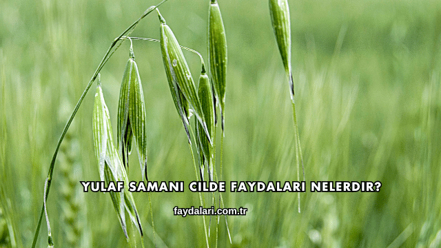Yulaf Samanı Cilde Faydaları Nelerdir?