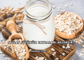 Yulaf Sütünün Faydaları Nelerdir?