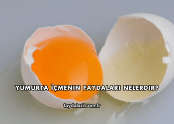 Yumurta İçmenin Faydaları Nelerdir?
