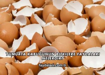 Yumurta Kabuğunun Bitkilere Faydaları Nelerdir?