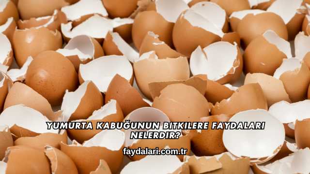 Yumurta Kabuğunun Bitkilere Faydaları Nelerdir?