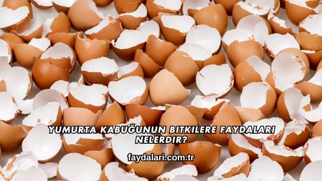 Yumurta Kabuğunun Bitkilere Faydaları Nelerdir?