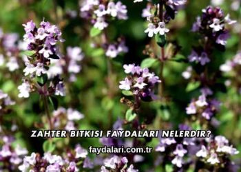 Zahter Bitkisi Faydaları Nelerdir?