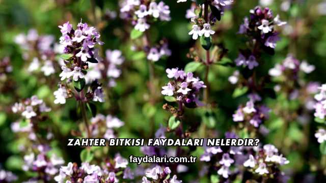 Zahter Bitkisi Faydaları Nelerdir?