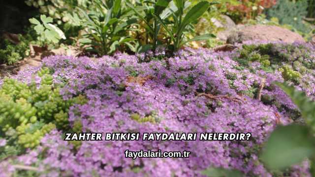 Zahter Bitkisi Faydaları Nelerdir?