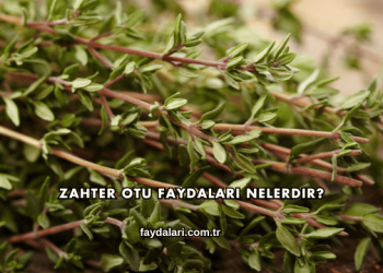 Zahter Otu Faydaları Nelerdir?