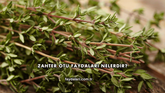 Zahter Otu Faydaları Nelerdir?