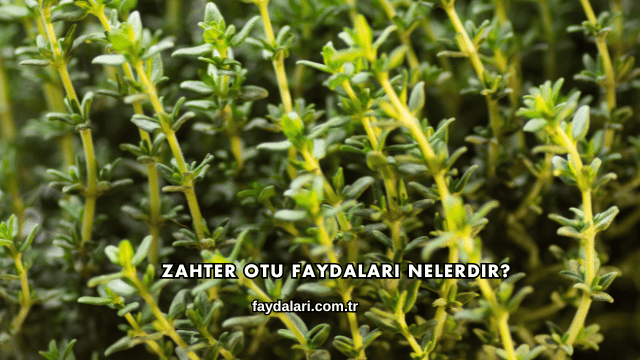 Zahter Otu Faydaları Nelerdir?