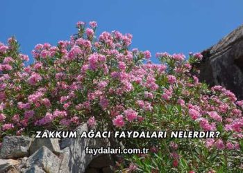 Zakkum Ağacı Faydaları Nelerdir?