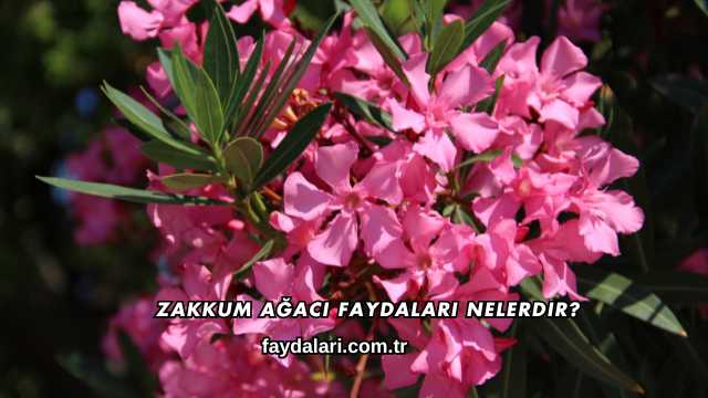 Zakkum Ağacı Faydaları Nelerdir?