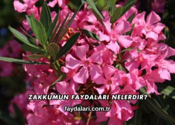 Zakkumun Faydaları Nelerdir?