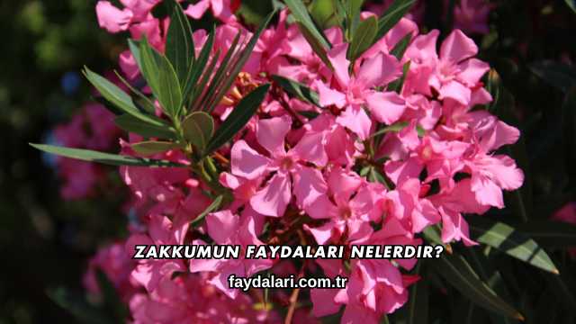 Zakkumun Faydaları Nelerdir?