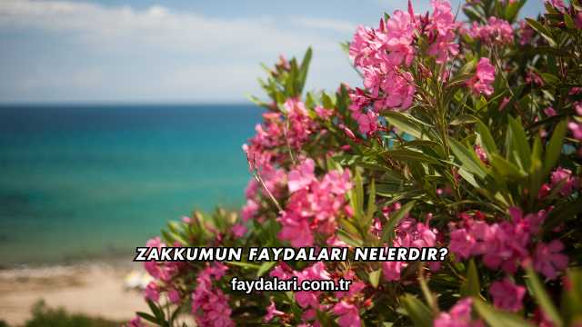 Zakkumun Faydaları Nelerdir?