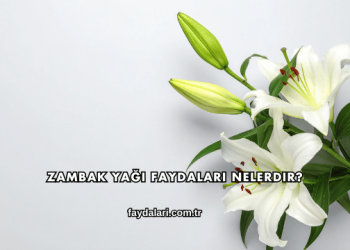 Zambak Yağı Faydaları Nelerdir?