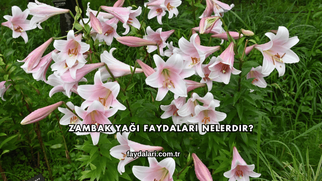 Zambak Yağı Faydaları Nelerdir?