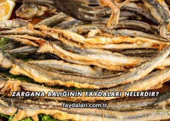 Zargana Balığının Faydaları Nelerdir?