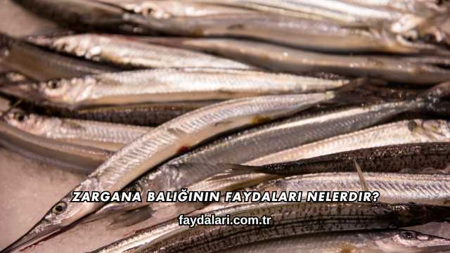 Zargana Balığının Faydaları Nelerdir?