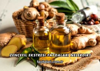Zencefil Ekstresi Faydaları Nelerdir?