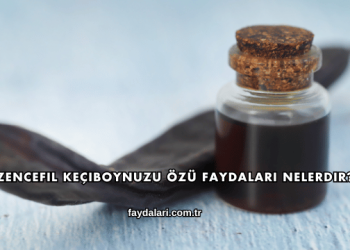 Zencefil Keçiboynuzu Özü Faydaları Nelerdir?