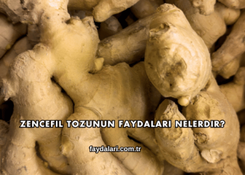 Zencefil Tozunun Faydaları Nelerdir?