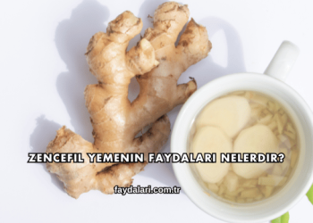 Zencefil Yemenin Faydaları Nelerdir?