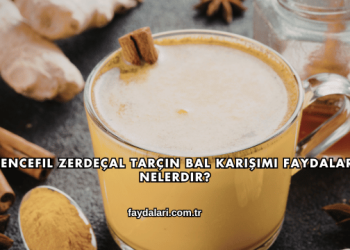 Zencefil Zerdeçal Tarçın Bal Karışımı Faydaları Nelerdir?