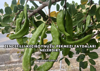 Zencefilli Keçiboynuzu Pekmezi Faydaları Nelerdir?