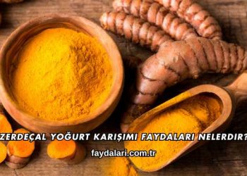 Zerdeçal Yoğurt Karışımı Faydaları Nelerdir?