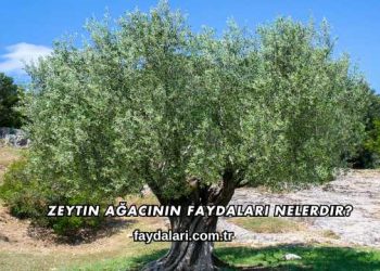 Zeytin Ağacının Faydaları Nelerdir?