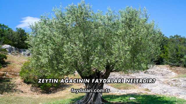 Zeytin Ağacının Faydaları Nelerdir?
