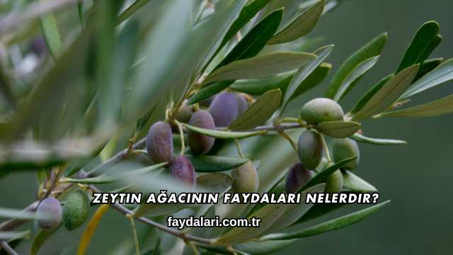 Zeytin Ağacının Faydaları Nelerdir?