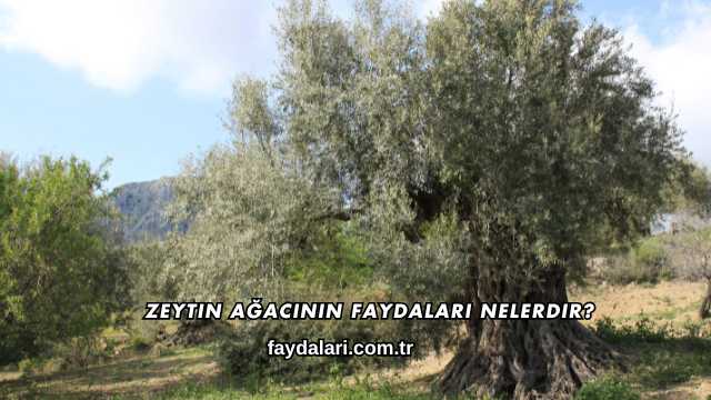 Zeytin Ağacının Faydaları Nelerdir?