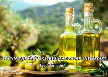 Zeytin Yaprağı Ekstresi Faydaları Nelerdir?