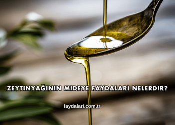 Zeytinyağının Mideye Faydaları Nelerdir?